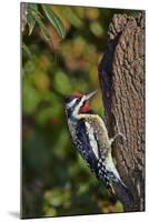 Yellow-Beilled Sapsucker-Gary Carter-Mounted Photographic Print