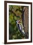 Yellow-Beilled Sapsucker-Gary Carter-Framed Photographic Print