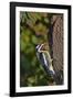 Yellow-Beilled Sapsucker-Gary Carter-Framed Photographic Print