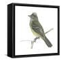 Yellow-Bellied Elaenia (Elaenia Flavogaster), Birds-Encyclopaedia Britannica-Framed Stretched Canvas