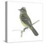 Yellow-Bellied Elaenia (Elaenia Flavogaster), Birds-Encyclopaedia Britannica-Stretched Canvas