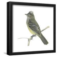 Yellow-Bellied Elaenia (Elaenia Flavogaster), Birds-Encyclopaedia Britannica-Framed Poster