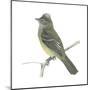 Yellow-Bellied Elaenia (Elaenia Flavogaster), Birds-Encyclopaedia Britannica-Mounted Poster