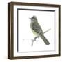 Yellow-Bellied Elaenia (Elaenia Flavogaster), Birds-Encyclopaedia Britannica-Framed Art Print