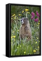 Yellow-Bellied Marmot Among Wildflowers, San Juan Nat'l Forest, Colorado, USA-James Hager-Framed Stretched Canvas