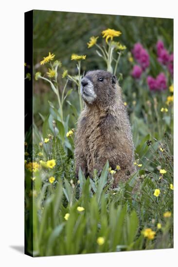 Yellow-Bellied Marmot Among Wildflowers, San Juan Nat'l Forest, Colorado, USA-James Hager-Stretched Canvas