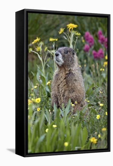 Yellow-Bellied Marmot Among Wildflowers, San Juan Nat'l Forest, Colorado, USA-James Hager-Framed Stretched Canvas