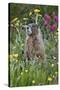 Yellow-Bellied Marmot Among Wildflowers, San Juan Nat'l Forest, Colorado, USA-James Hager-Stretched Canvas
