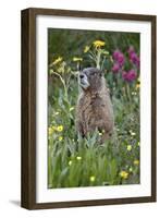 Yellow-Bellied Marmot Among Wildflowers, San Juan Nat'l Forest, Colorado, USA-James Hager-Framed Photographic Print