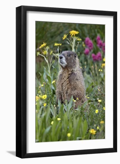 Yellow-Bellied Marmot Among Wildflowers, San Juan Nat'l Forest, Colorado, USA-James Hager-Framed Photographic Print