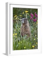 Yellow-Bellied Marmot Among Wildflowers, San Juan Nat'l Forest, Colorado, USA-James Hager-Framed Photographic Print