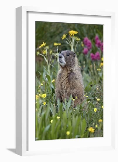 Yellow-Bellied Marmot Among Wildflowers, San Juan Nat'l Forest, Colorado, USA-James Hager-Framed Photographic Print