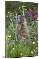 Yellow-Bellied Marmot Among Wildflowers, San Juan Nat'l Forest, Colorado, USA-James Hager-Mounted Photographic Print