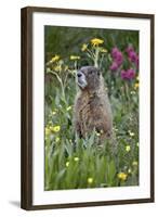 Yellow-Bellied Marmot Among Wildflowers, San Juan Nat'l Forest, Colorado, USA-James Hager-Framed Photographic Print