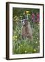 Yellow-Bellied Marmot Among Wildflowers, San Juan Nat'l Forest, Colorado, USA-James Hager-Framed Photographic Print