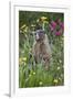 Yellow-Bellied Marmot Among Wildflowers, San Juan Nat'l Forest, Colorado, USA-James Hager-Framed Photographic Print
