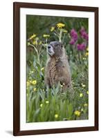 Yellow-Bellied Marmot Among Wildflowers, San Juan Nat'l Forest, Colorado, USA-James Hager-Framed Photographic Print