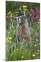Yellow-Bellied Marmot Among Wildflowers, San Juan Nat'l Forest, Colorado, USA-James Hager-Mounted Photographic Print