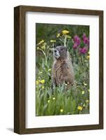 Yellow-Bellied Marmot Among Wildflowers, San Juan Nat'l Forest, Colorado, USA-James Hager-Framed Photographic Print