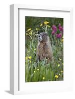 Yellow-Bellied Marmot Among Wildflowers, San Juan Nat'l Forest, Colorado, USA-James Hager-Framed Photographic Print