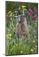 Yellow-Bellied Marmot Among Wildflowers, San Juan Nat'l Forest, Colorado, USA-James Hager-Mounted Photographic Print