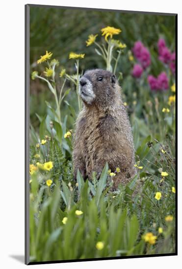 Yellow-Bellied Marmot Among Wildflowers, San Juan Nat'l Forest, Colorado, USA-James Hager-Mounted Photographic Print