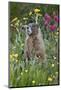 Yellow-Bellied Marmot Among Wildflowers, San Juan Nat'l Forest, Colorado, USA-James Hager-Mounted Photographic Print