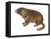 Yellow-Bellied Marmot (Marmota Flaviventris), Mammals-Encyclopaedia Britannica-Framed Stretched Canvas