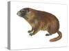 Yellow-Bellied Marmot (Marmota Flaviventris), Mammals-Encyclopaedia Britannica-Stretched Canvas