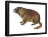 Yellow-Bellied Marmot (Marmota Flaviventris), Mammals-Encyclopaedia Britannica-Framed Poster