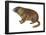 Yellow-Bellied Marmot (Marmota Flaviventris), Mammals-Encyclopaedia Britannica-Framed Poster