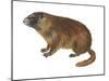 Yellow-Bellied Marmot (Marmota Flaviventris), Mammals-Encyclopaedia Britannica-Mounted Poster