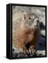 Yellow-Bellied Marmot (Marmota Flaviventris), Shoshone Nat'l Forest, Wyoming, USA-James Hager-Framed Stretched Canvas