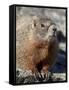 Yellow-Bellied Marmot (Marmota Flaviventris), Shoshone Nat'l Forest, Wyoming, USA-James Hager-Framed Stretched Canvas