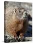 Yellow-Bellied Marmot (Marmota Flaviventris), Shoshone Nat'l Forest, Wyoming, USA-James Hager-Stretched Canvas