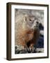 Yellow-Bellied Marmot (Marmota Flaviventris), Shoshone Nat'l Forest, Wyoming, USA-James Hager-Framed Photographic Print