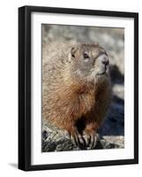 Yellow-Bellied Marmot (Marmota Flaviventris), Shoshone Nat'l Forest, Wyoming, USA-James Hager-Framed Photographic Print