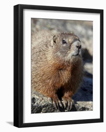 Yellow-Bellied Marmot (Marmota Flaviventris), Shoshone Nat'l Forest, Wyoming, USA-James Hager-Framed Photographic Print