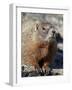 Yellow-Bellied Marmot (Marmota Flaviventris), Shoshone Nat'l Forest, Wyoming, USA-James Hager-Framed Photographic Print