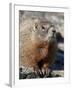 Yellow-Bellied Marmot (Marmota Flaviventris), Shoshone Nat'l Forest, Wyoming, USA-James Hager-Framed Photographic Print