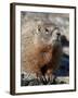 Yellow-Bellied Marmot (Marmota Flaviventris), Shoshone Nat'l Forest, Wyoming, USA-James Hager-Framed Photographic Print