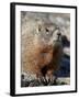 Yellow-Bellied Marmot (Marmota Flaviventris), Shoshone Nat'l Forest, Wyoming, USA-James Hager-Framed Photographic Print