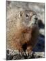 Yellow-Bellied Marmot (Marmota Flaviventris), Shoshone Nat'l Forest, Wyoming, USA-James Hager-Mounted Photographic Print