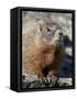 Yellow-Bellied Marmot (Marmota Flaviventris), Shoshone Nat'l Forest, Wyoming, USA-James Hager-Framed Stretched Canvas