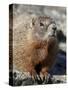Yellow-Bellied Marmot (Marmota Flaviventris), Shoshone Nat'l Forest, Wyoming, USA-James Hager-Stretched Canvas