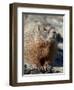 Yellow-Bellied Marmot (Marmota Flaviventris), Shoshone Nat'l Forest, Wyoming, USA-James Hager-Framed Photographic Print