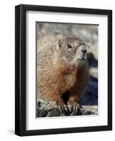 Yellow-Bellied Marmot (Marmota Flaviventris), Shoshone Nat'l Forest, Wyoming, USA-James Hager-Framed Photographic Print