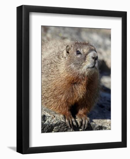 Yellow-Bellied Marmot (Marmota Flaviventris), Shoshone Nat'l Forest, Wyoming, USA-James Hager-Framed Photographic Print