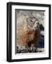 Yellow-Bellied Marmot (Marmota Flaviventris), Shoshone Nat'l Forest, Wyoming, USA-James Hager-Framed Photographic Print