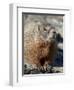 Yellow-Bellied Marmot (Marmota Flaviventris), Shoshone Nat'l Forest, Wyoming, USA-James Hager-Framed Photographic Print